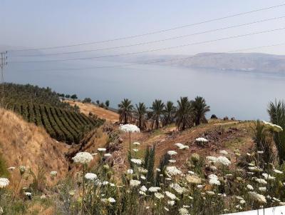 סוויטת ניקו